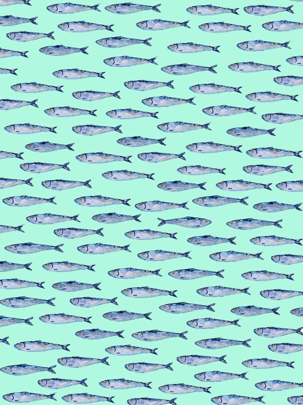 Shimmering Sardines on Light Turquoise