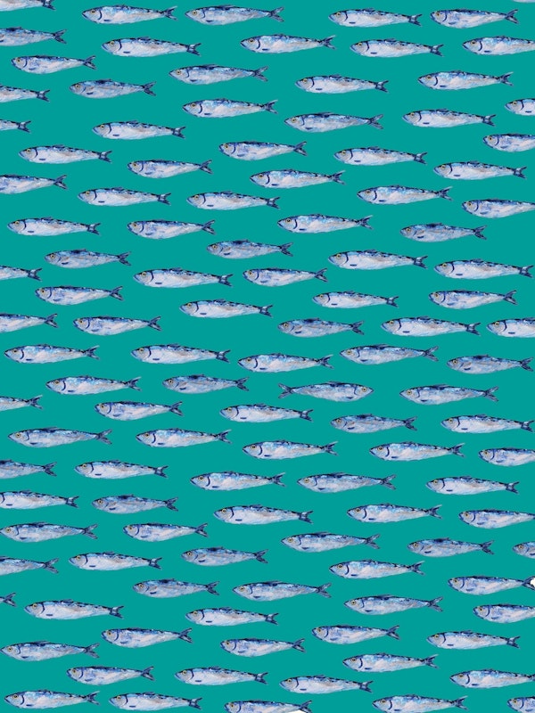 Shimmering Sardines on Teal