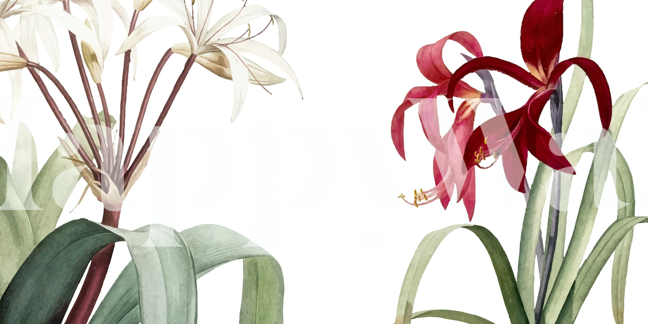 White and red botanical flower design wallpaper