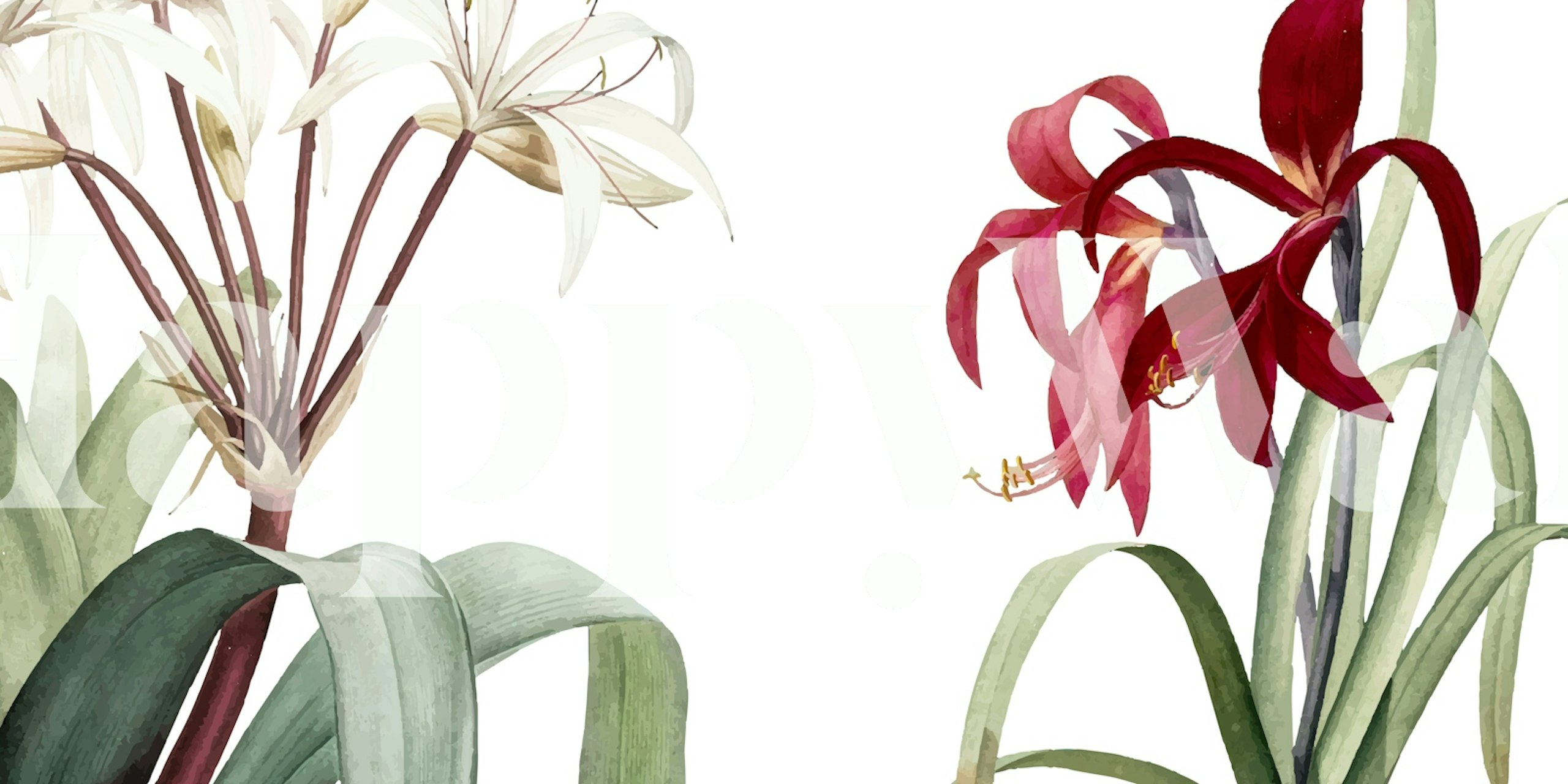 Mural De Parede Big Botanic White Com Ilustrações De Flores Grandes Em Um Fundo Branco