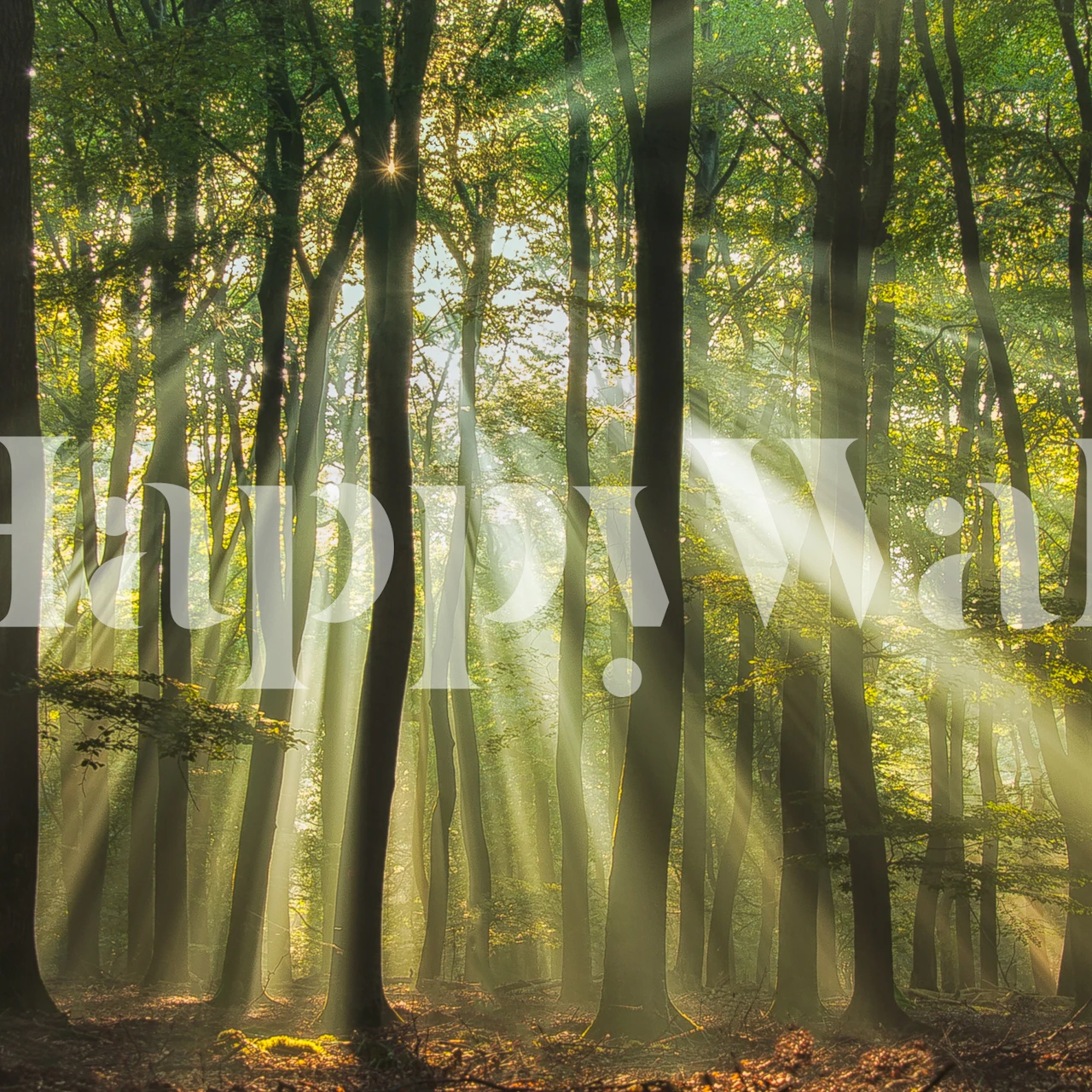 Sunlight streaming through trees in a forest wallpaper