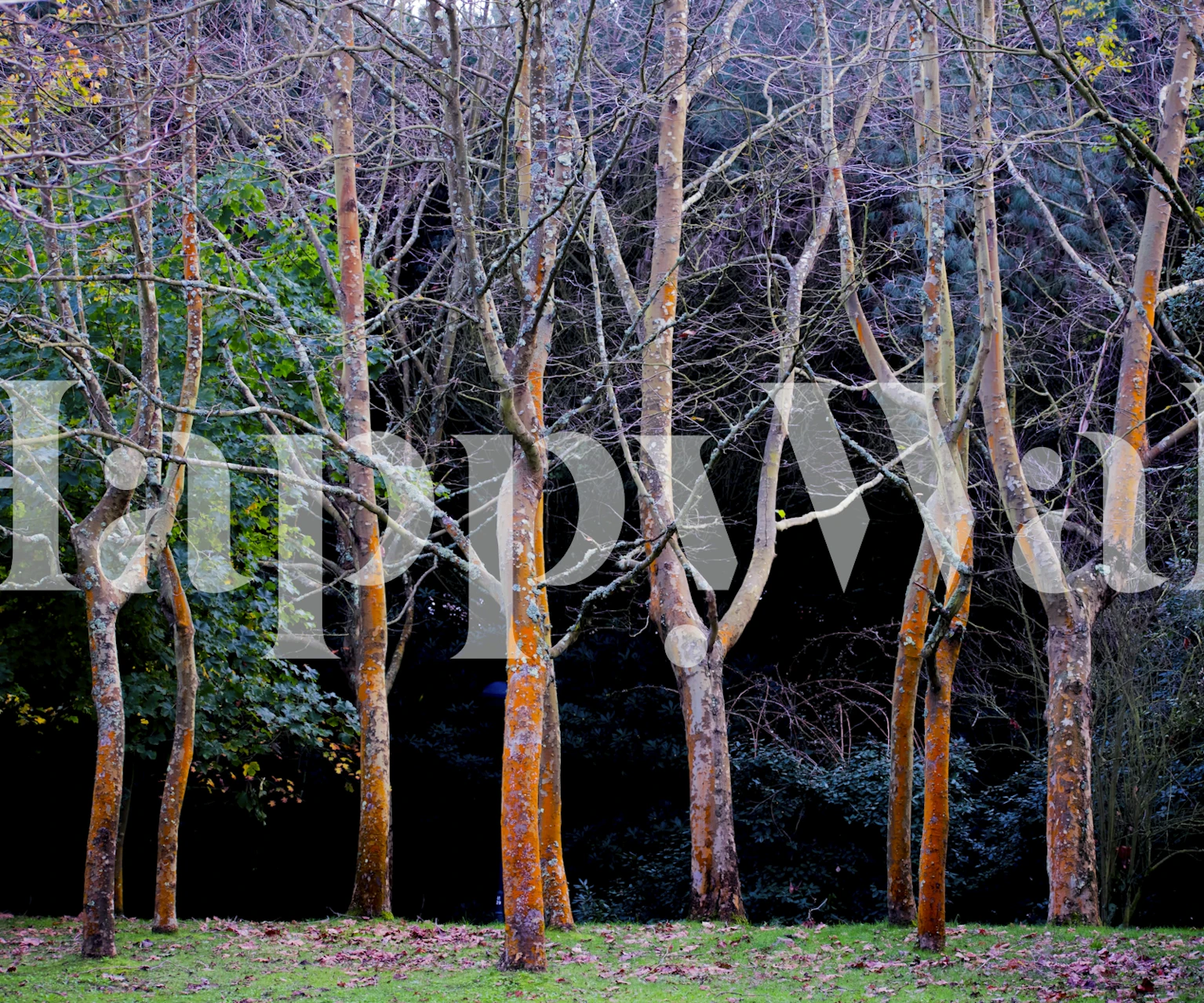 Autumn in the Woods wallpaper design