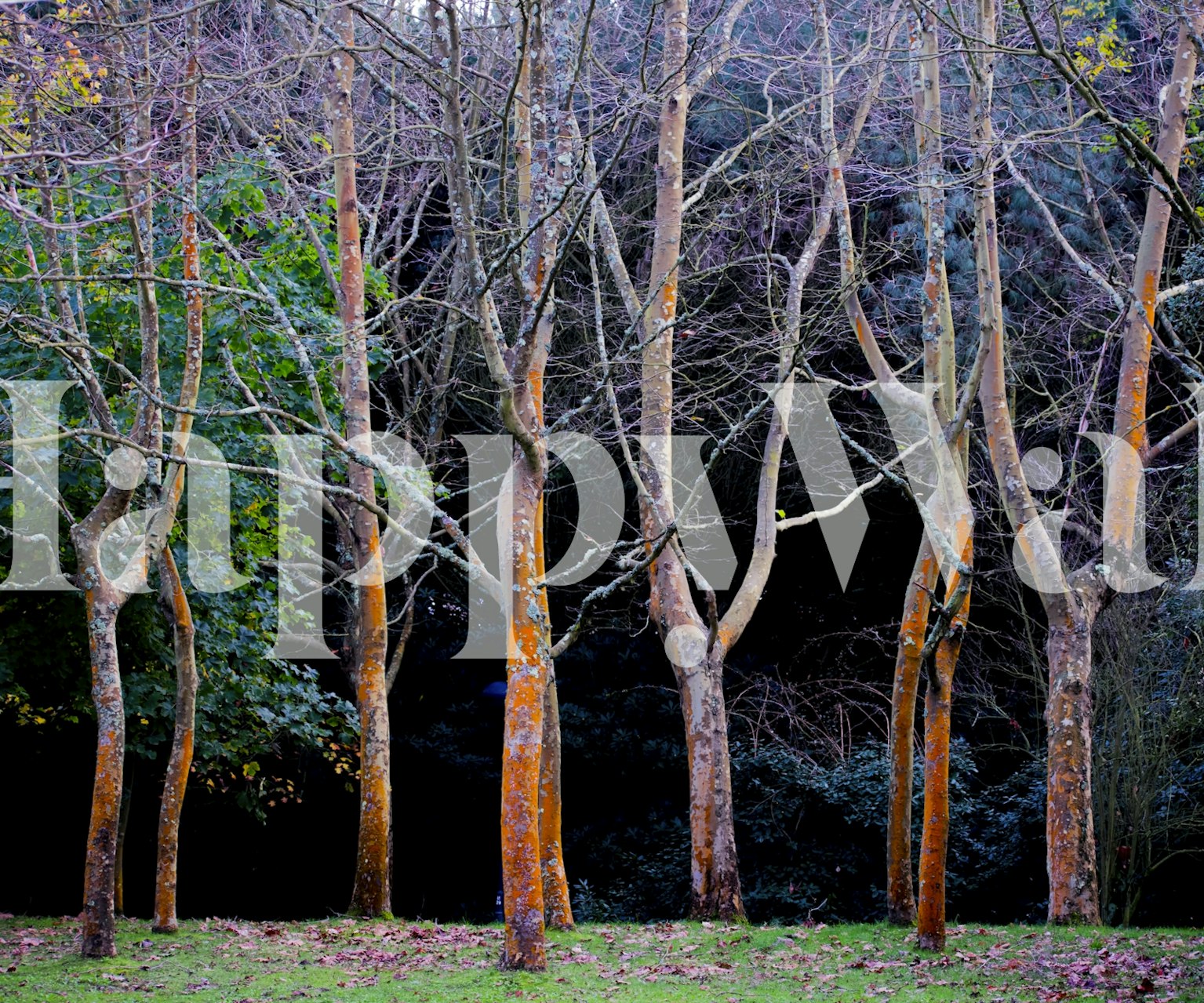 Autumn in the Woods wallpaper design