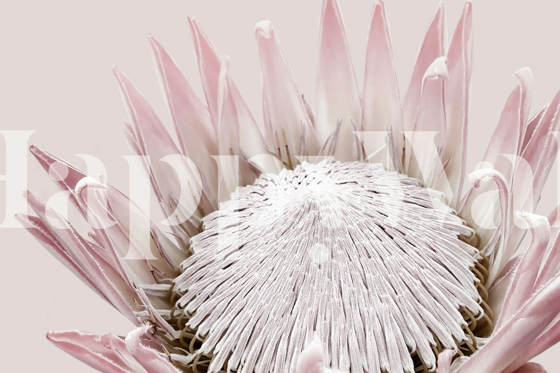 Pink King Protea Flower wallpaper | Happywall