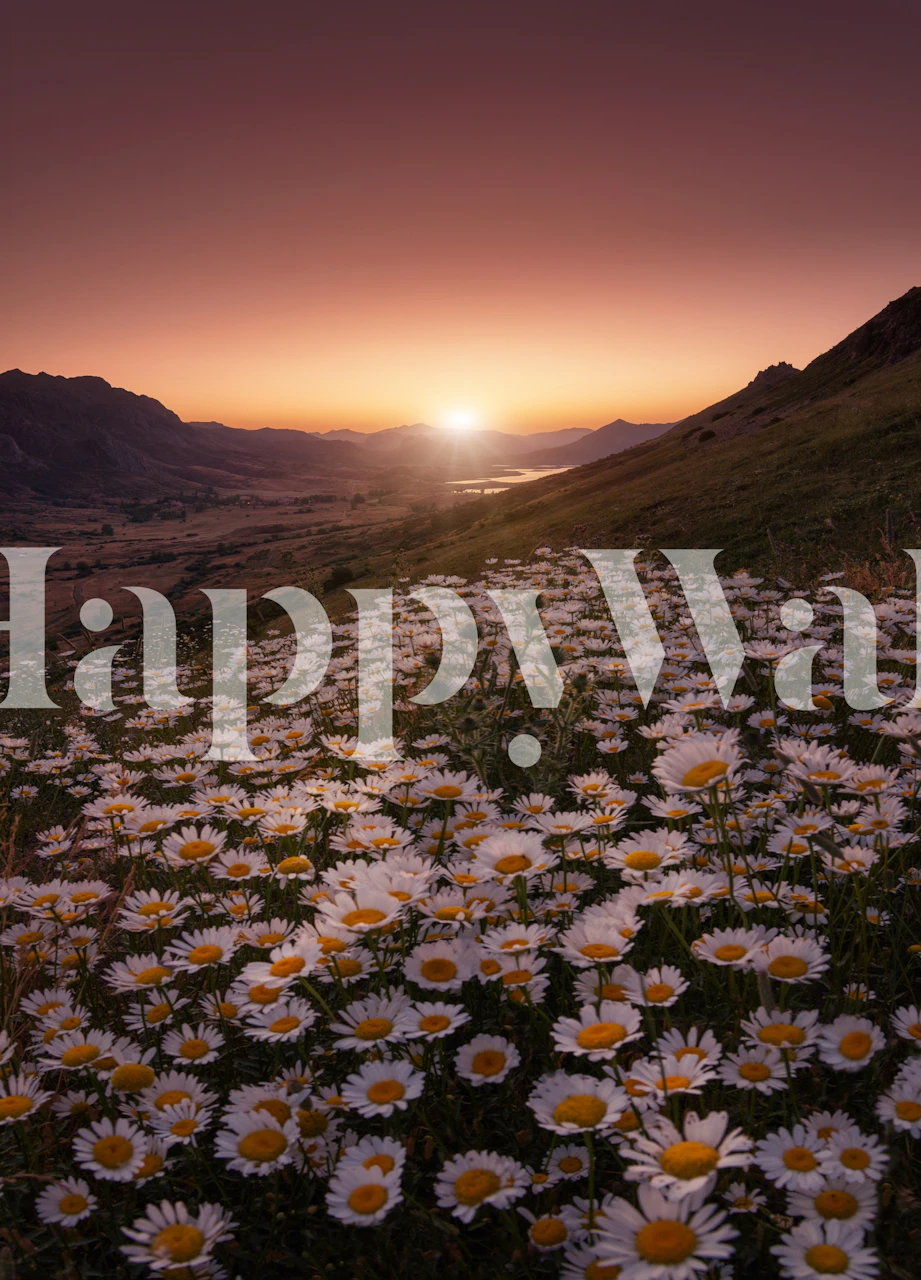 Prekrasno cvjetno polje pri zalasku sunca