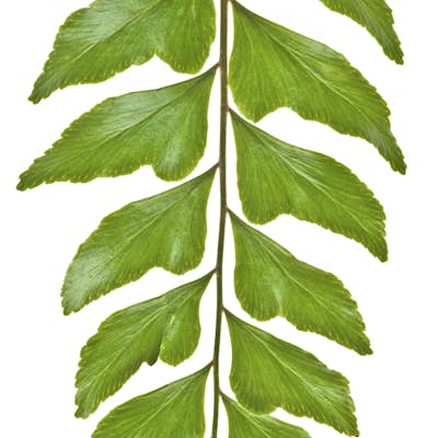 Τοιχογραφία