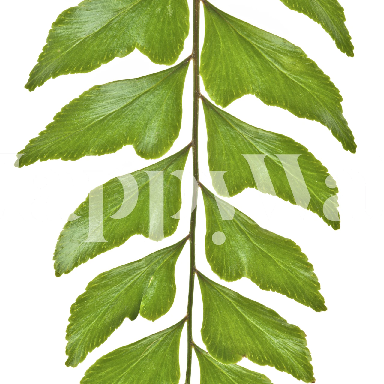 Green fern leaves on a white background wallpaper