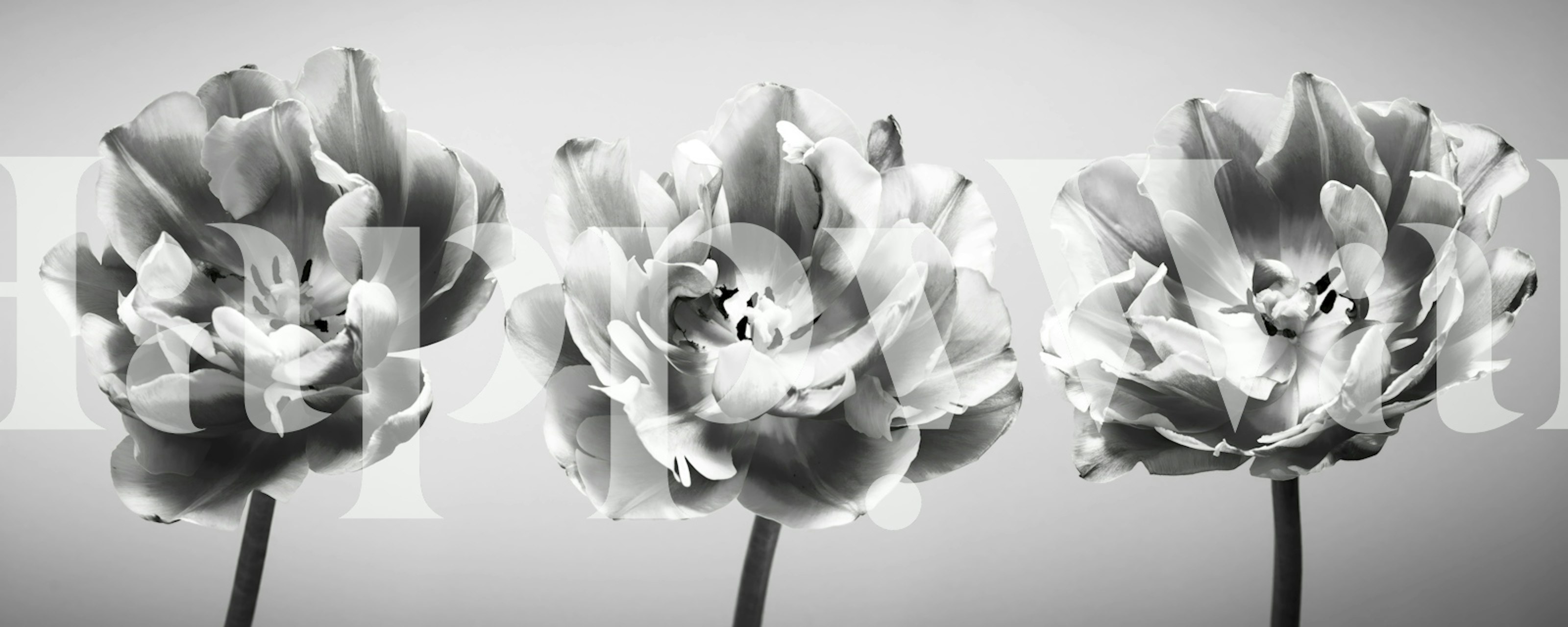 Black and white tulip triptych wall mural