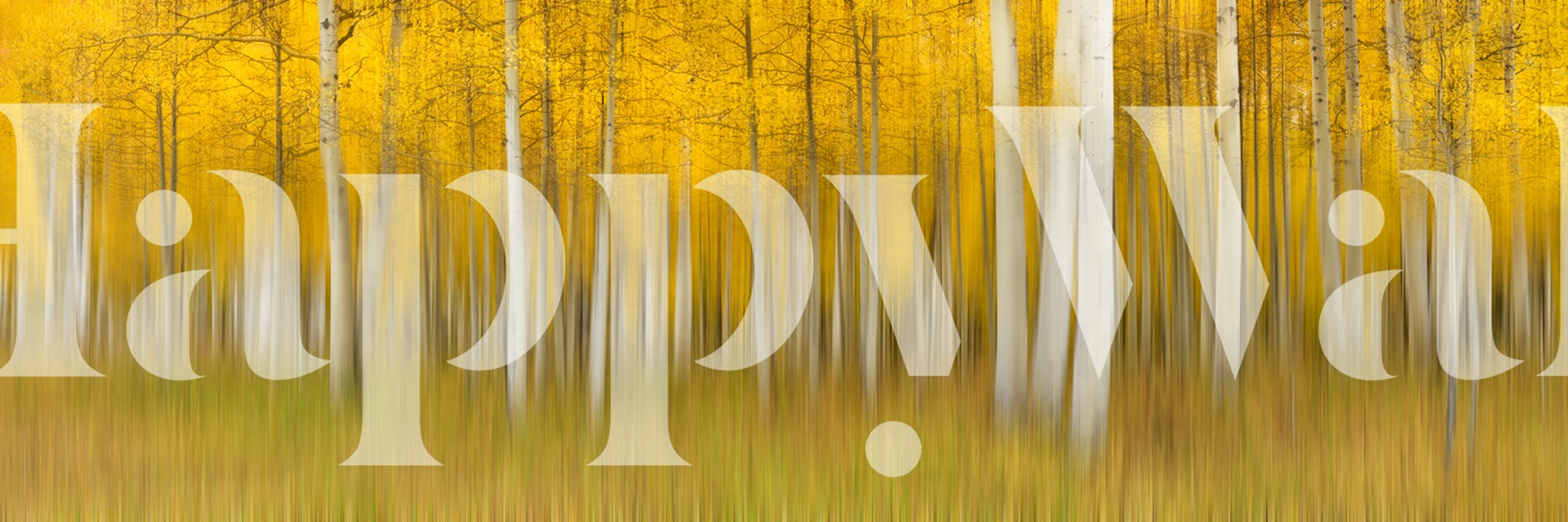 Yellow forest with white tree trunks wallpaper