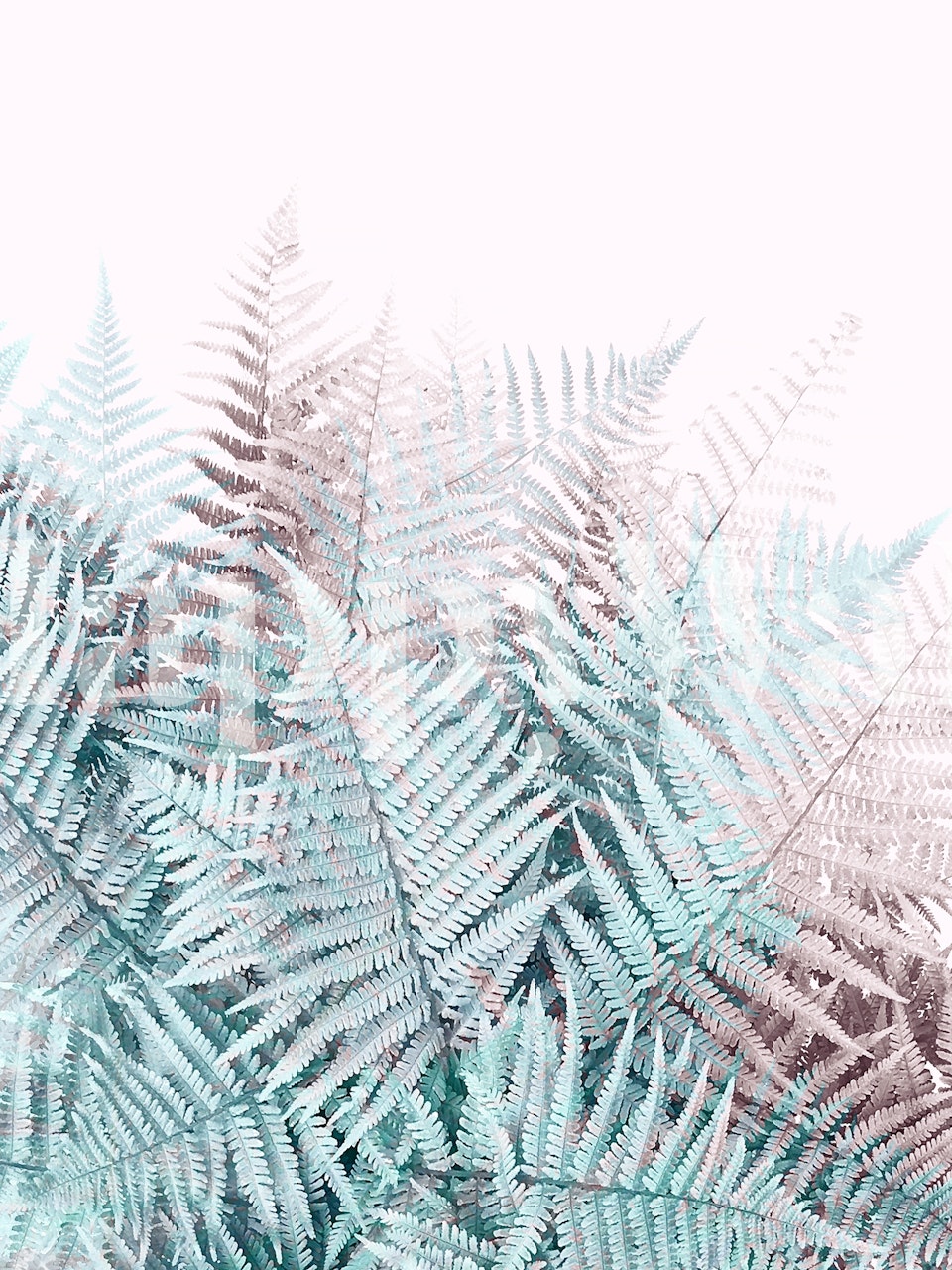 Soft Fern Foliage Duotone vægmaleri med aqua og blush toner
