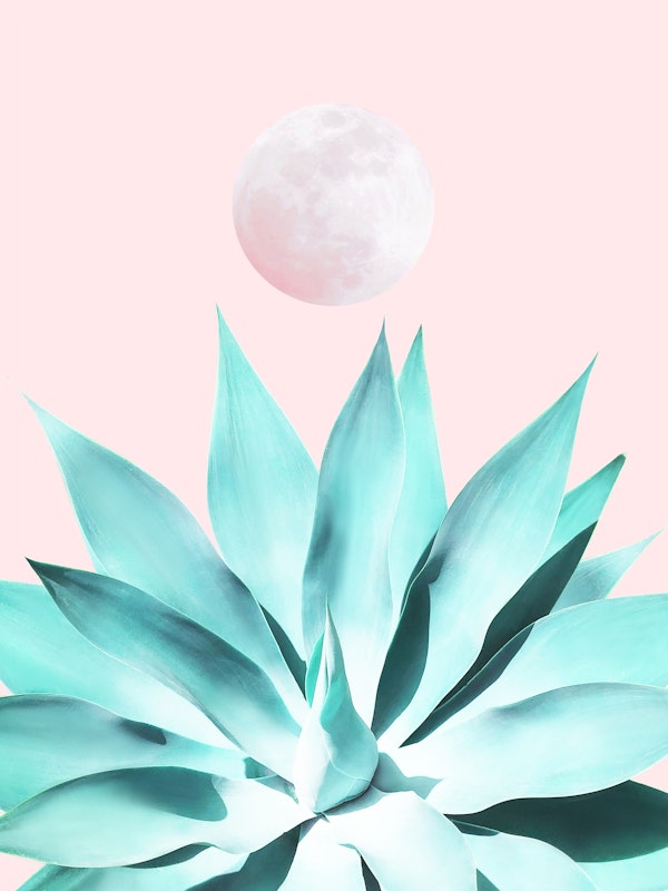 Solar Agave on Full Moon • aqua pink MURAL
