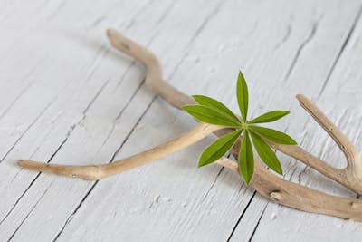 Τοιχογραφία