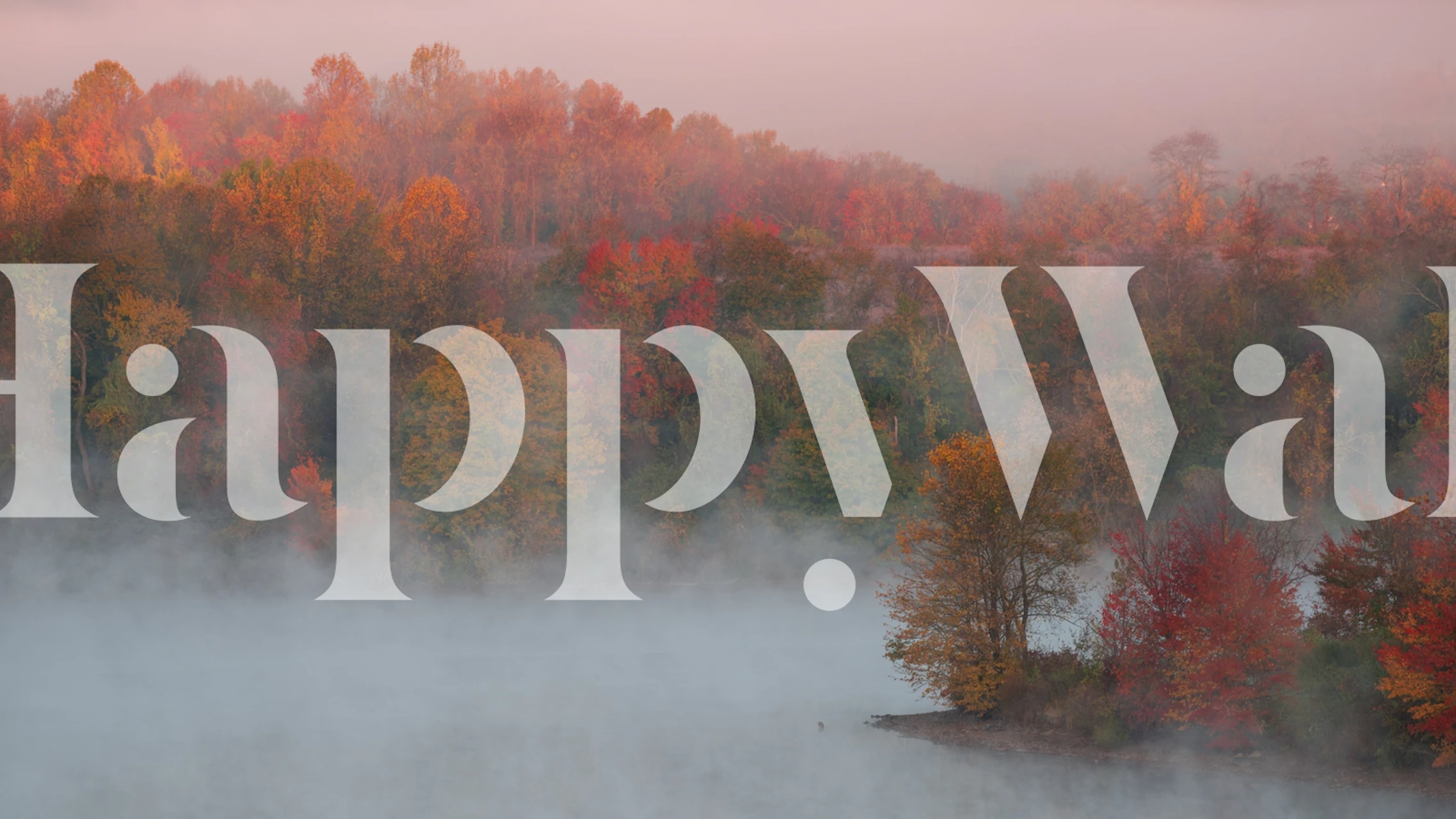 Efterårsskovlandskab med tåge og en palet af efterårsfarver i fototapet Fall Impression 3