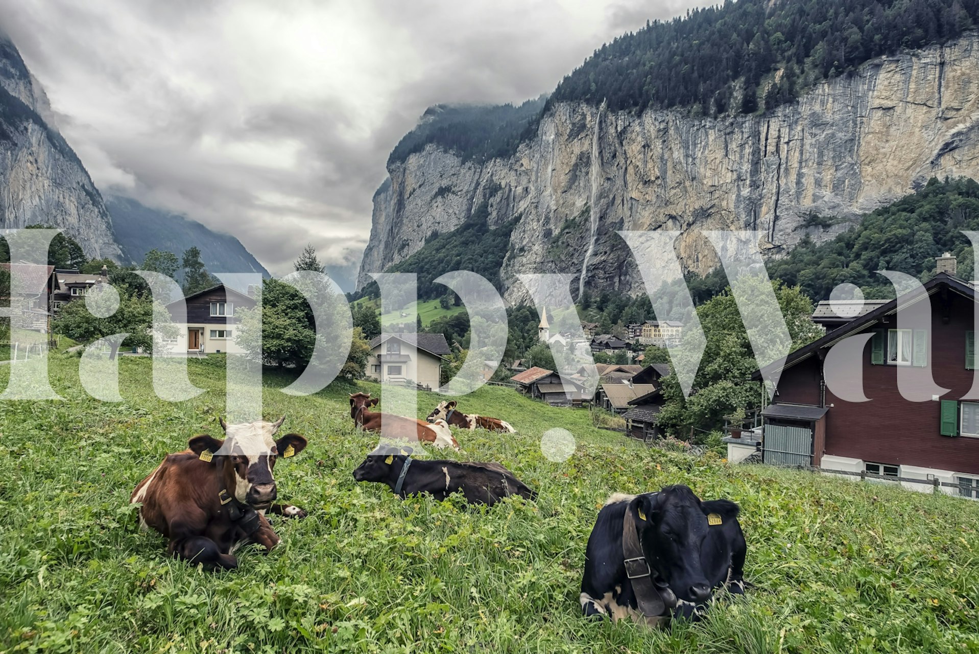 Cows grazing in a green meadow with mountains and houses wallpaper