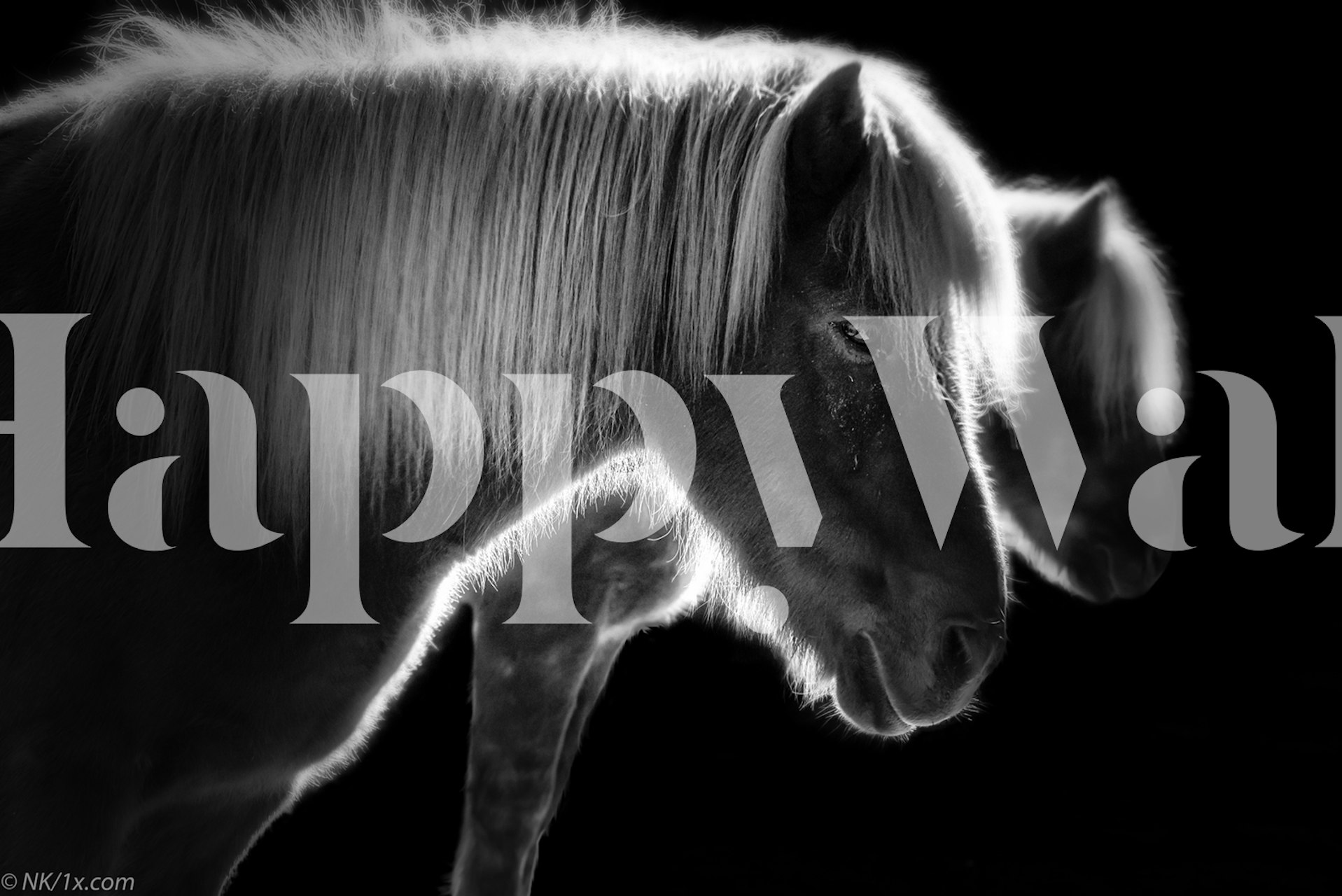 Wallpaper featuring two beautiful horses