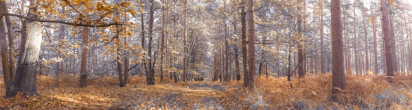 Autumn Forest Pano