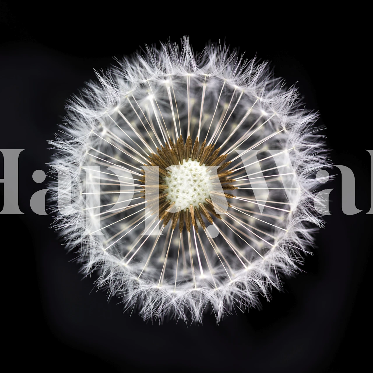 Papel pintado Ethereal Dandelion Clock en una habitación