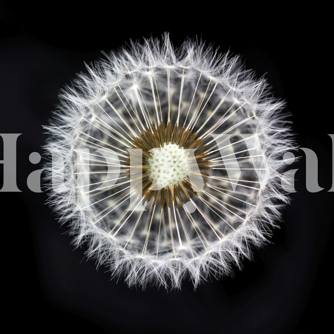 Papel pintado Ethereal Dandelion Clock en una habitación
