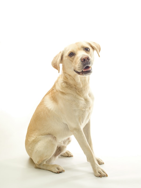 Golden Labrador