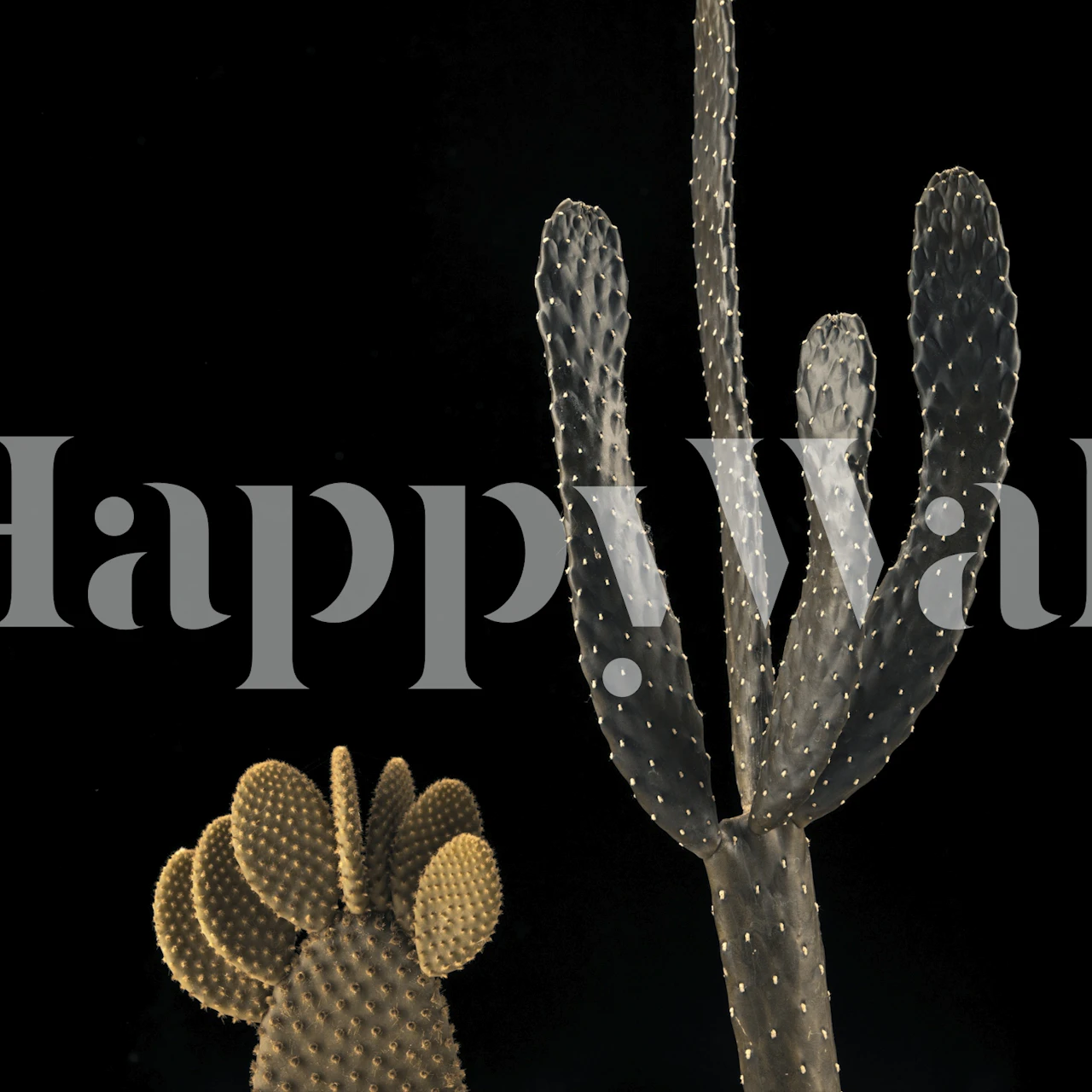 Cactus plants in black background wallpaper