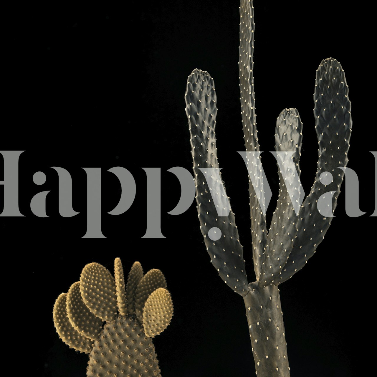 Cactus plants in black background wallpaper