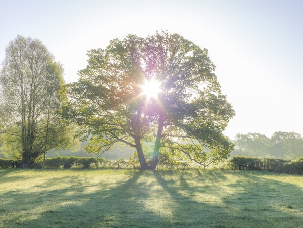Sun burst through a tree