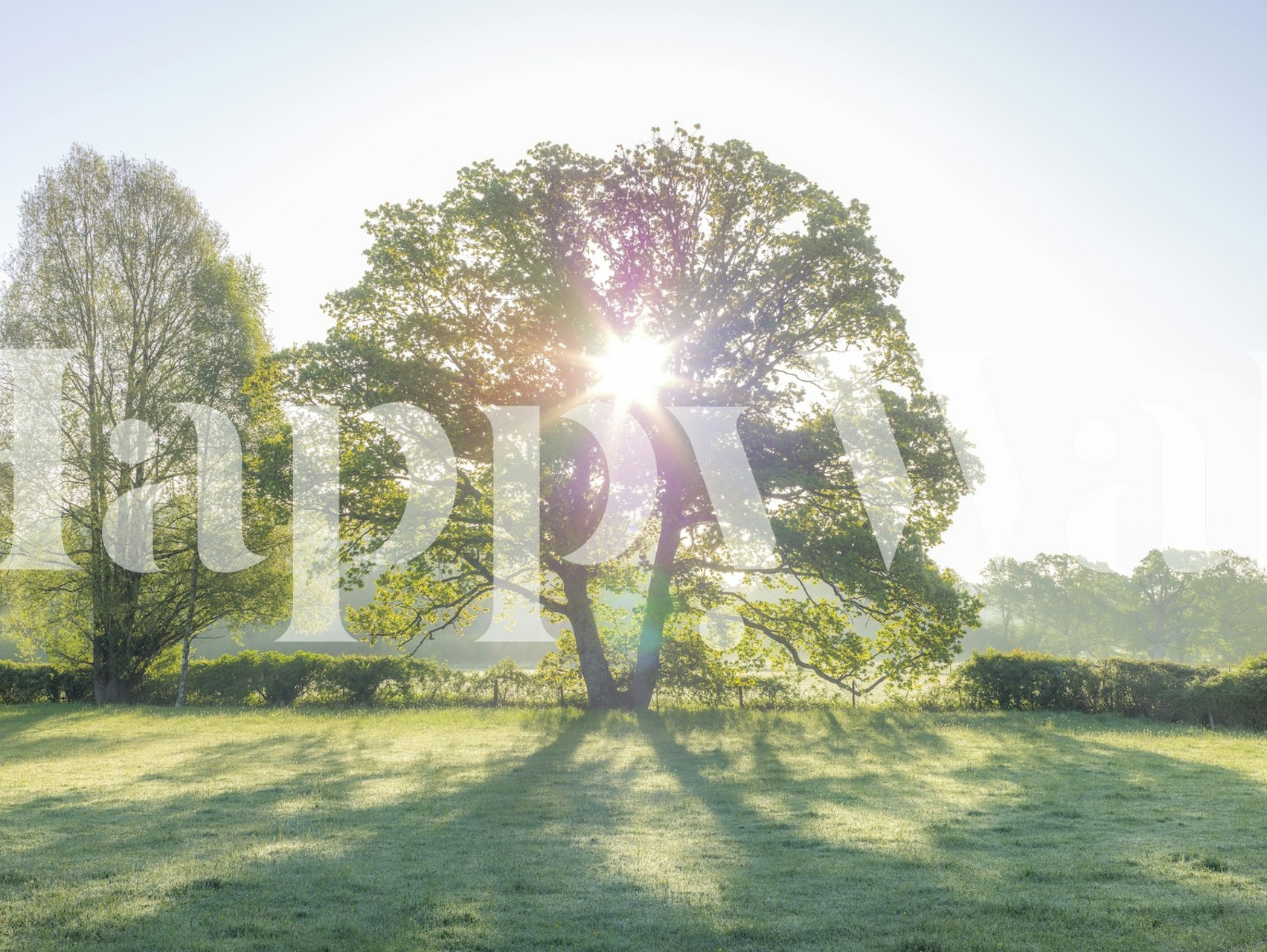 Sun burst through large green tree with bright sunlight wallpaper