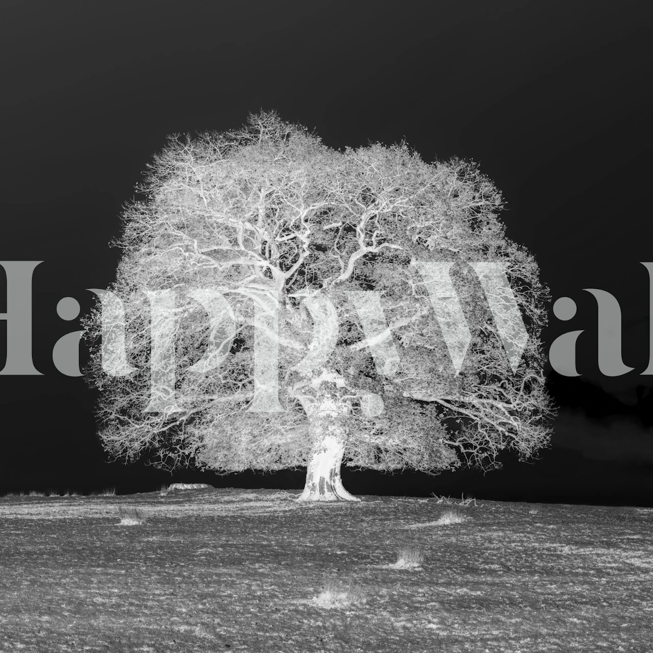 Papel pintado Silent Sentinel en una habitación moderna