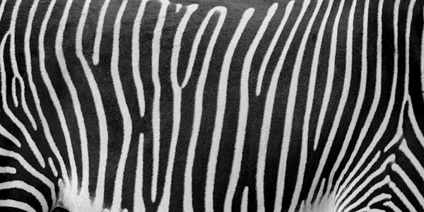 Stripes of the Wild