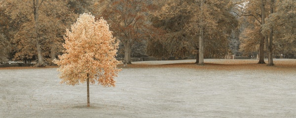 Fall's Silent Witness