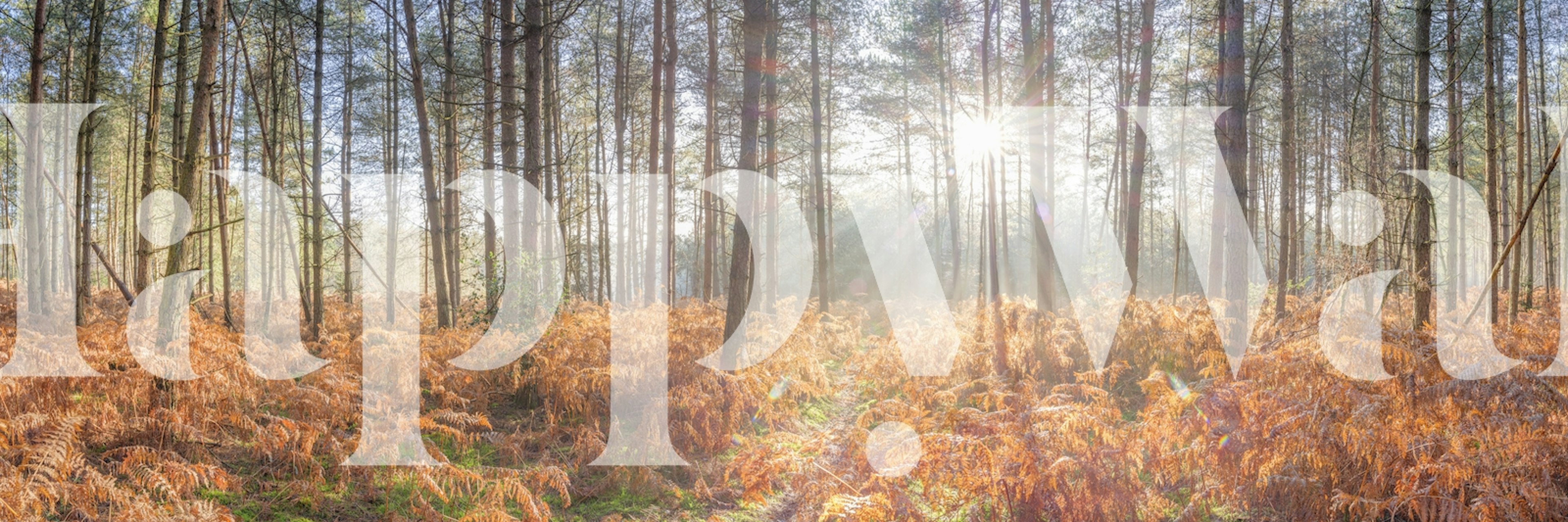 Sunlit forest wall mural with mist and lush greenery