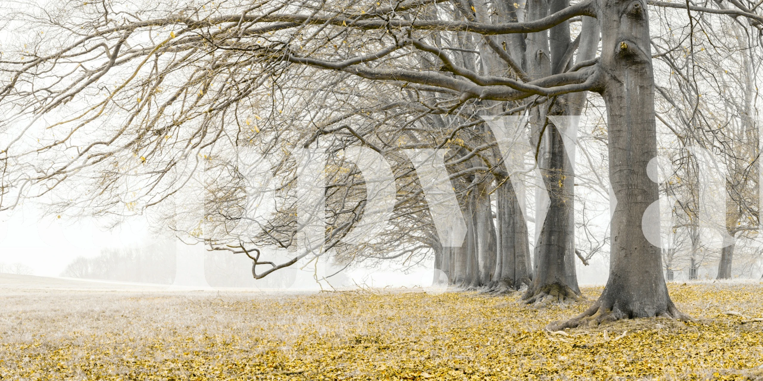 Gray trees with yellow leaves and grass wallpaper