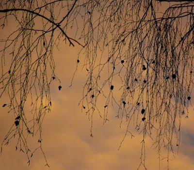 Τοιχογραφία