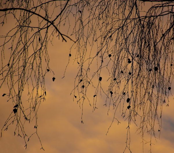 Branches and Sky