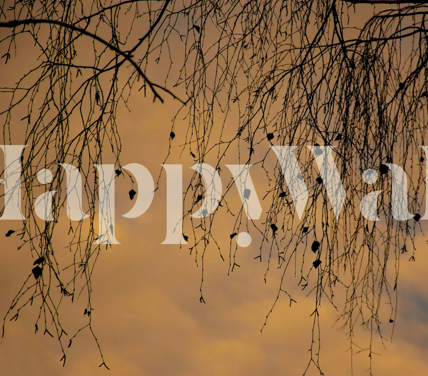 Silhouette of branches against a sunset sky wallpaper