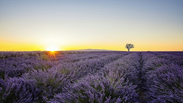 Provence Sunset