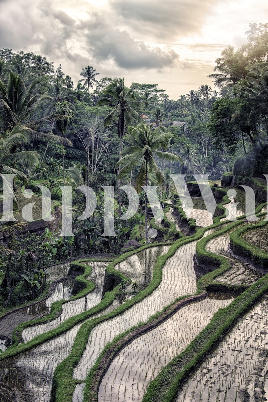 Tegallalang Rice Terrace wallpaper in a room