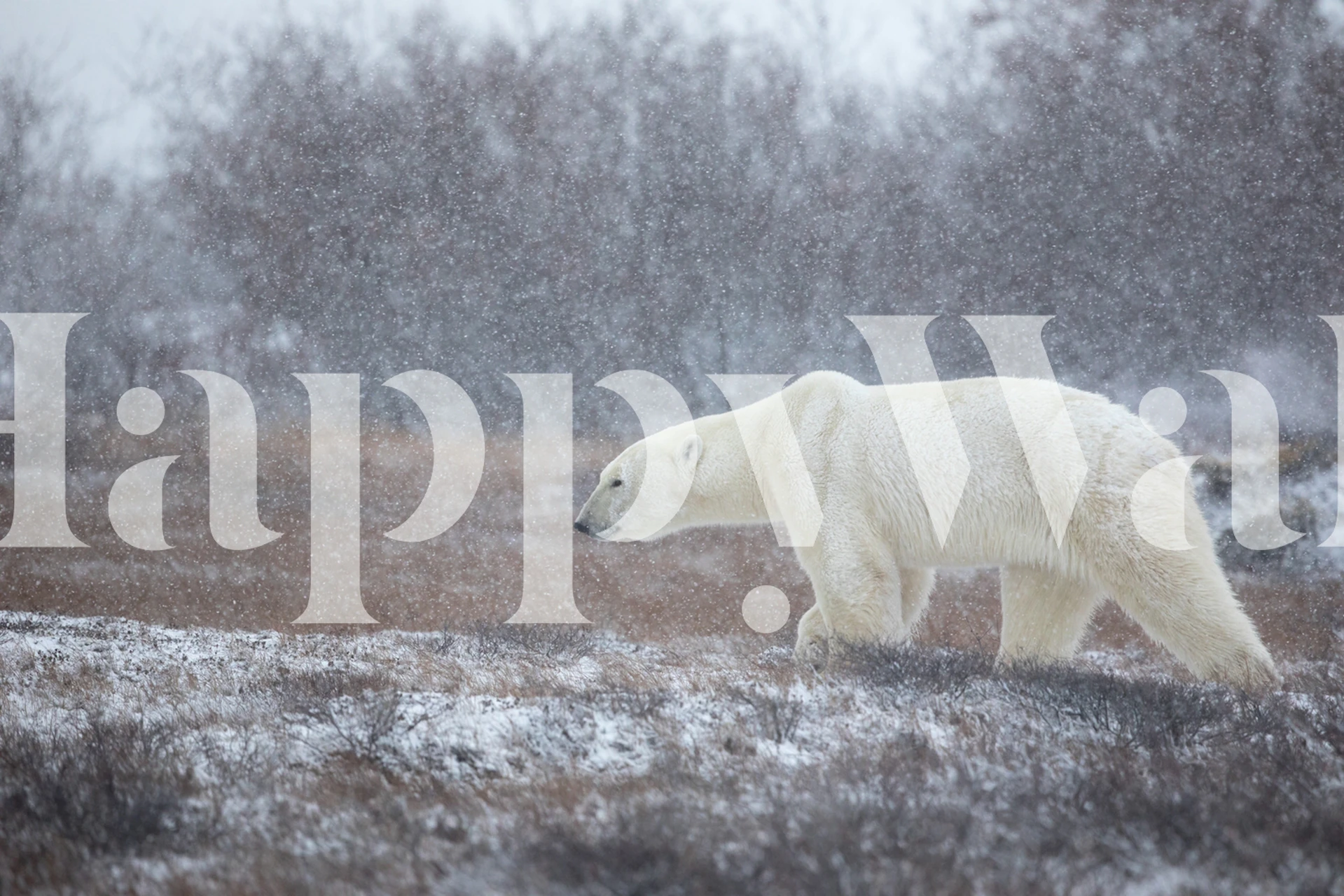 Polar bear in snowy landscape wall mural