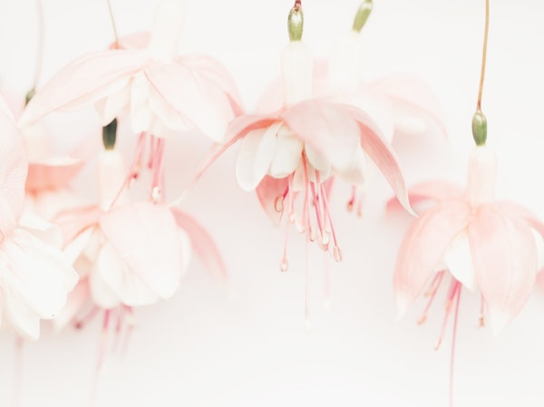 Flowers Pastel Pink Fuchsia