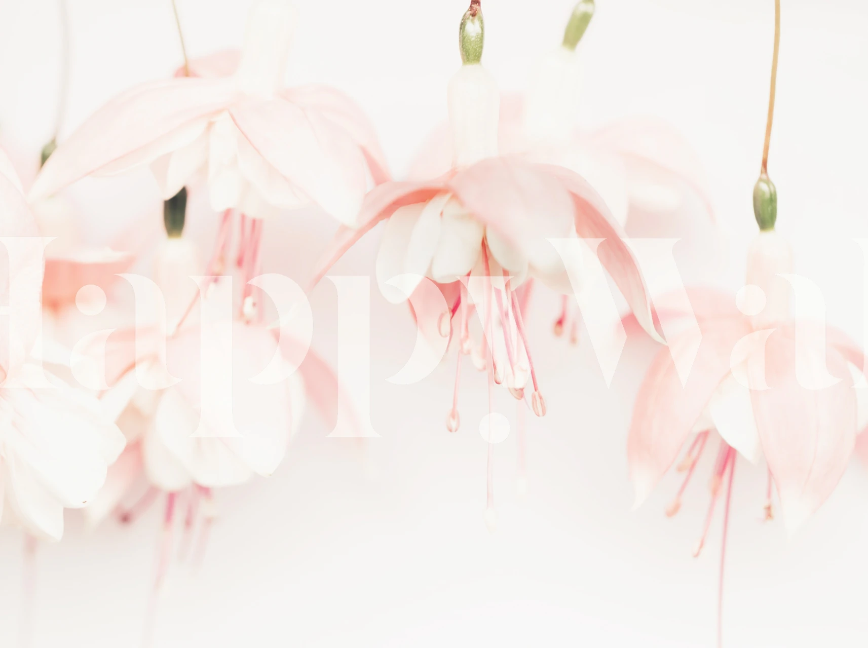 Pastel pink and fuchsia flowers wall mural on a white background