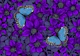 Purple clematis and blue morpho butterflies