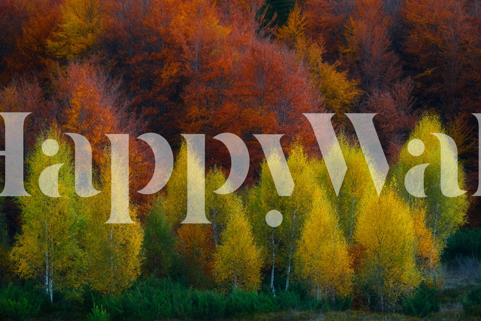 Nimbrethil wallpaper displayed in a room