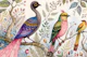 Dream Bird Abstract Meditation
