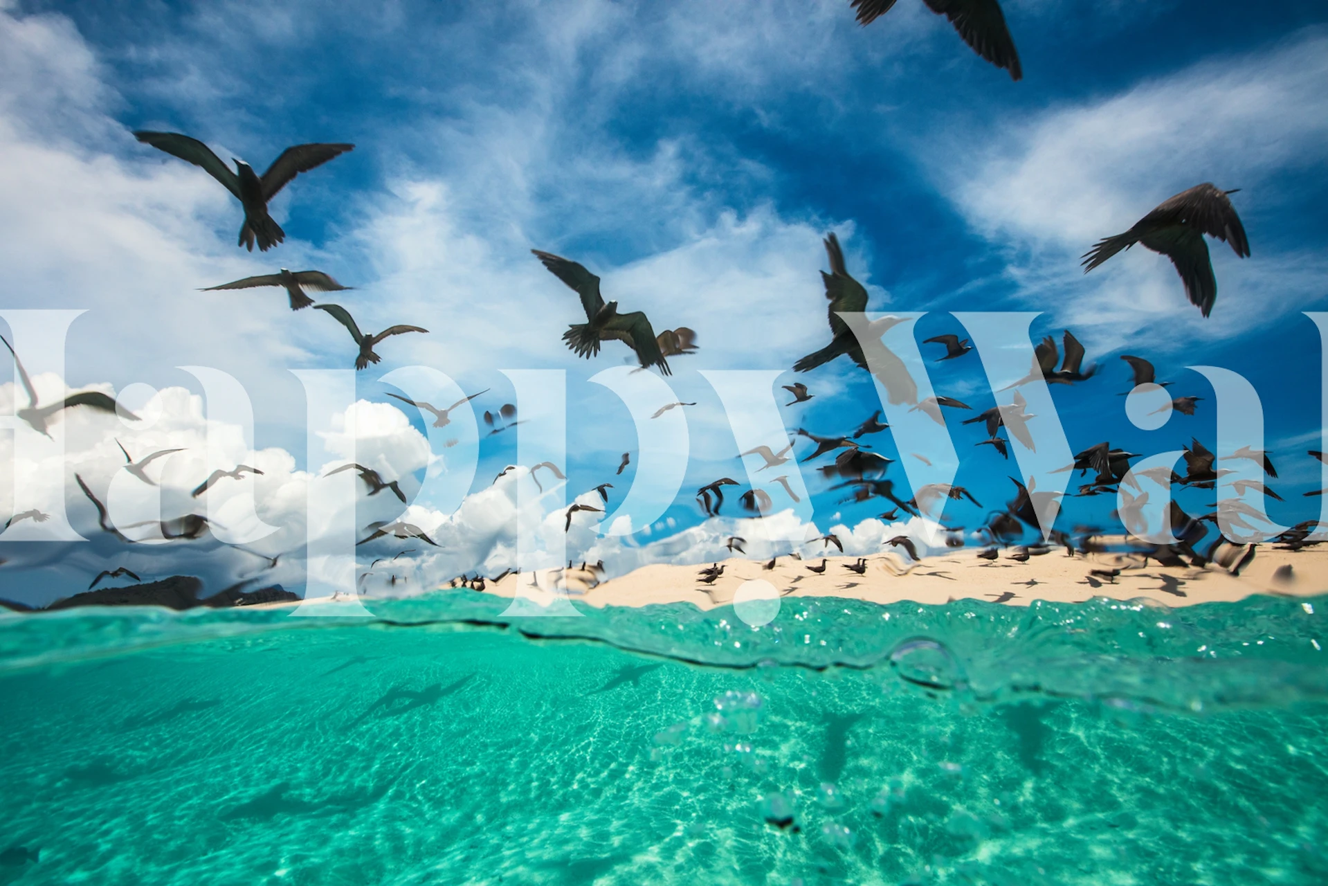 Ocean landscape with flying birds, turquoise water and blue sky wallpaper