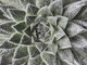Aloe Aristata