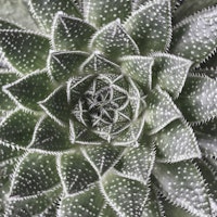 Aloe Aristata tapete
