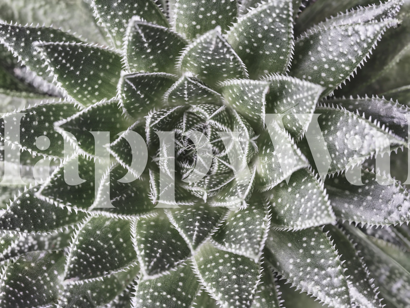 Aloe plant top view green textured wallpaper