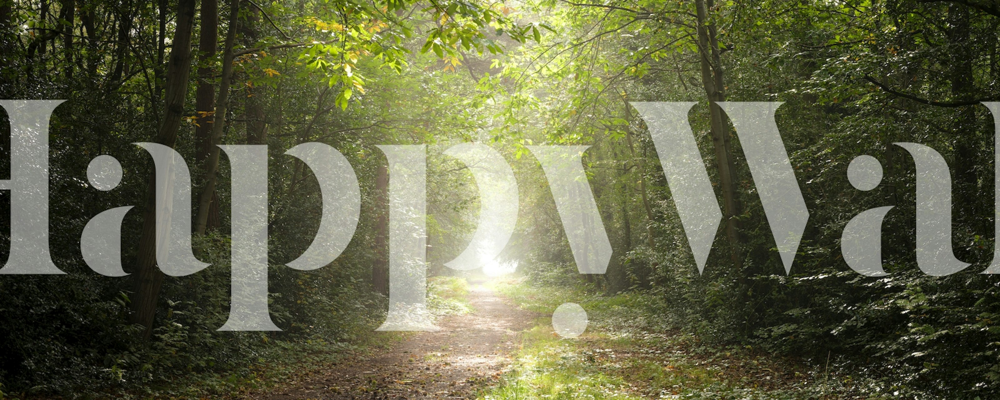 Lush forest scene with sunlight and greenery wallpaper