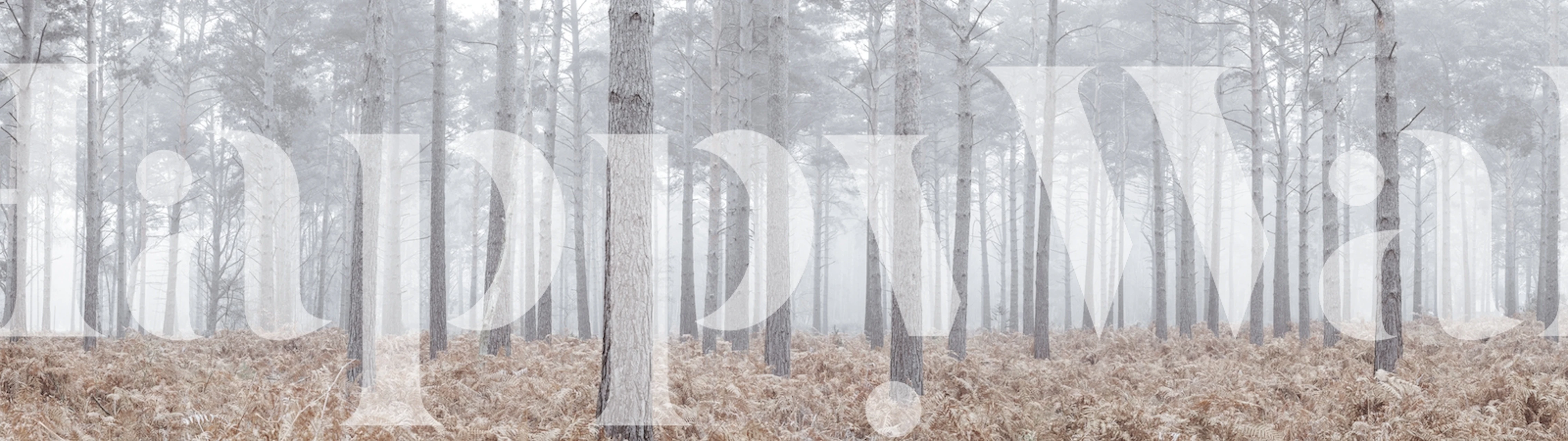 Pine trees in fog with brown ferns in foreground wallpaper