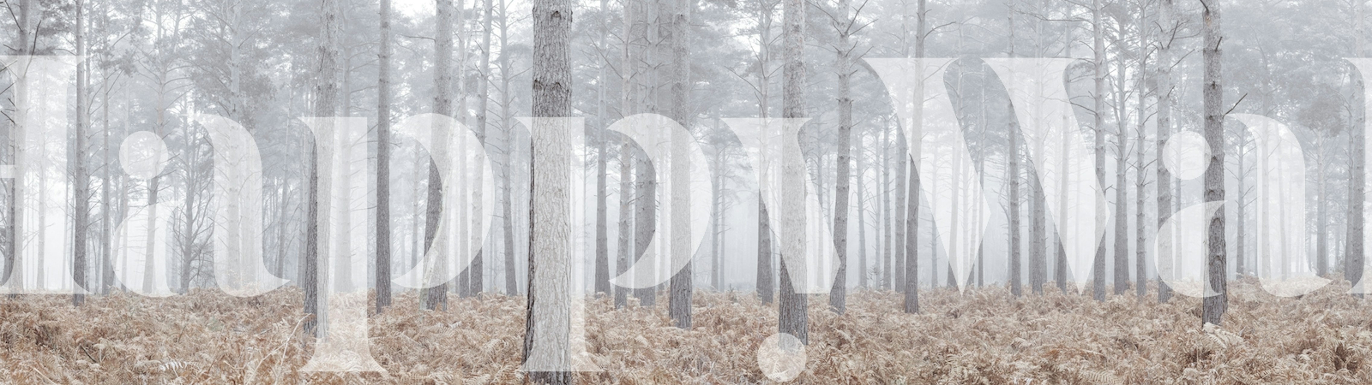 Pine trees in fog with brown ferns in foreground wallpaper